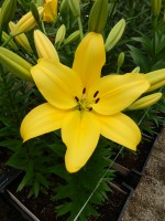 [5048 Pavia No02.JPG]